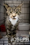 adoptable Cat in , PA named Joseph (FCID# 09/03/2024 - 51 Trainer)