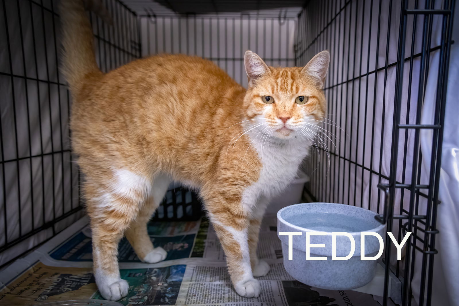 adoptable Cat in Marcus Hook, PA named Teddy (FCID# 09/05/2024 - 28 Trainer)