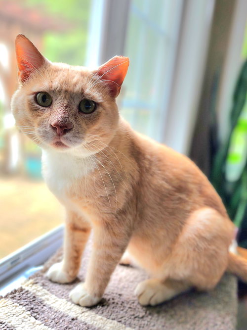 ELIJAH (FCID# 09/10/2024 - 522) DC - Tabby available for adoption