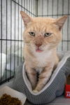 adoptable Cat in , PA named Elijah (FCID# 09/10/2024 - 522 Trainer)