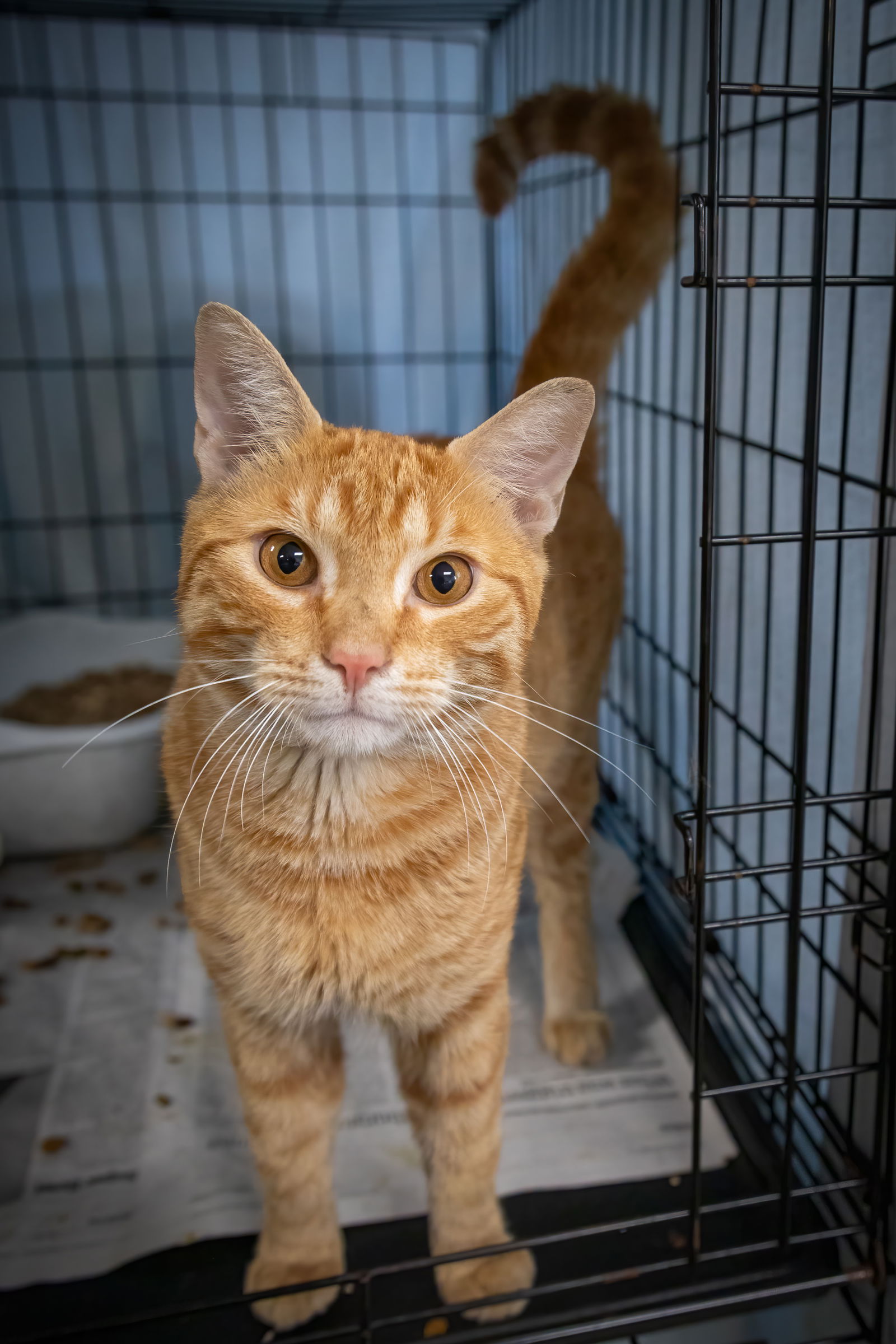 adoptable Cat in Marcus Hook, PA named Jaxon (FCID# 09/09/2024 - 14 Trainer)