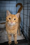 adoptable Cat in , PA named Jaxon (FCID# 09/09/2024 - 14 Trainer)