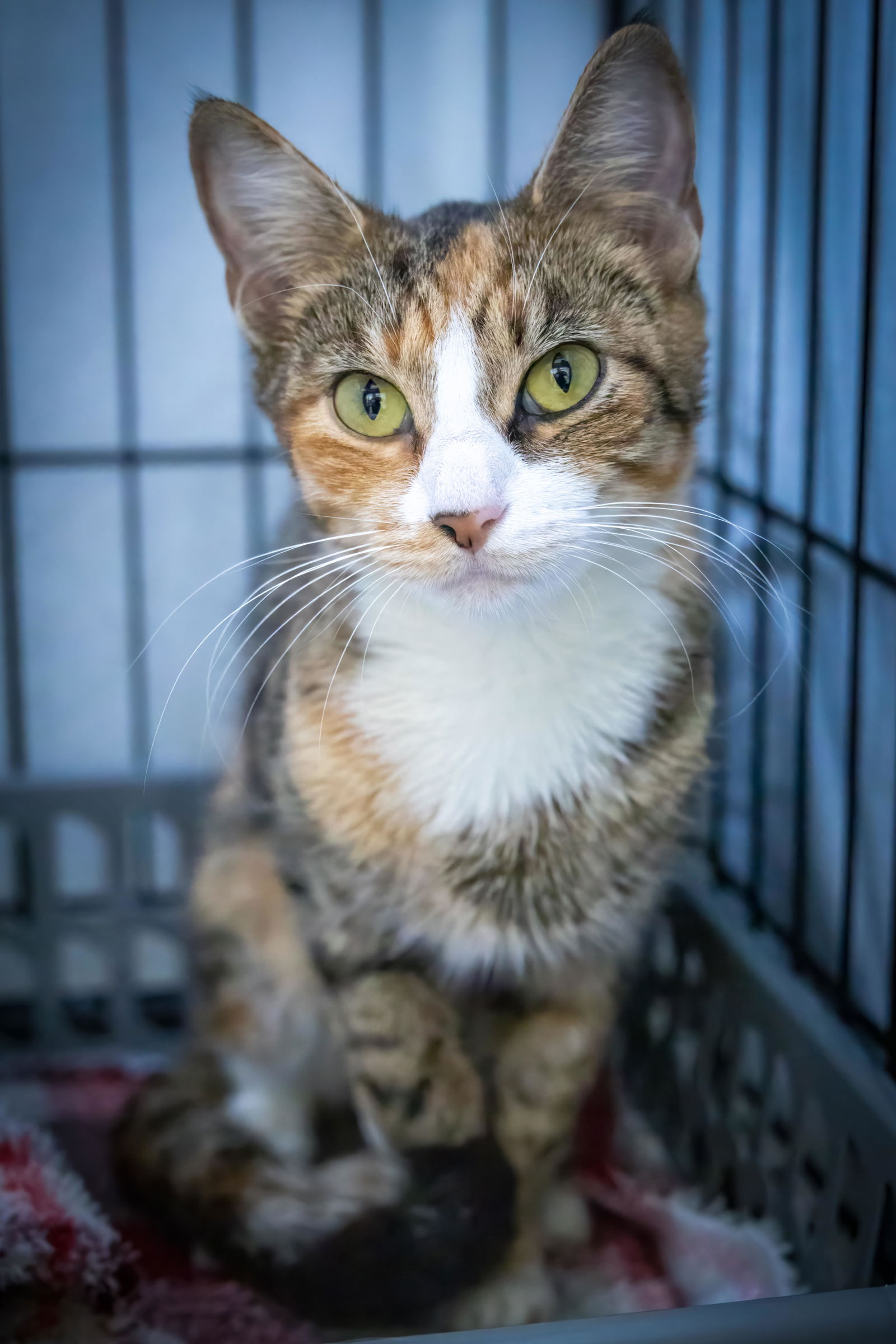 adoptable Cat in Marcus Hook, PA named Dorita (FCID# 08/28/2024 - 503 Trainer)