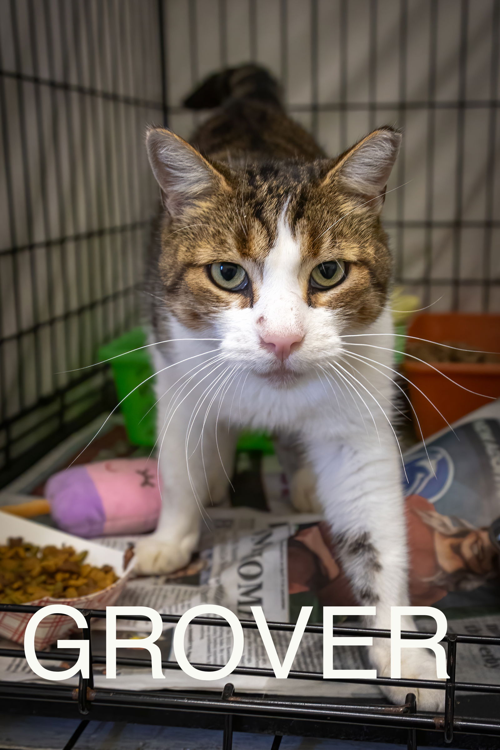 adoptable Cat in Marcus Hook, PA named Grover (FCID# 09/03/2024 - 52 Trainer)