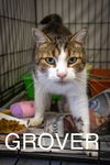 adoptable Cat in , PA named Grover (FCID# 09/03/2024 - 52 Trainer)