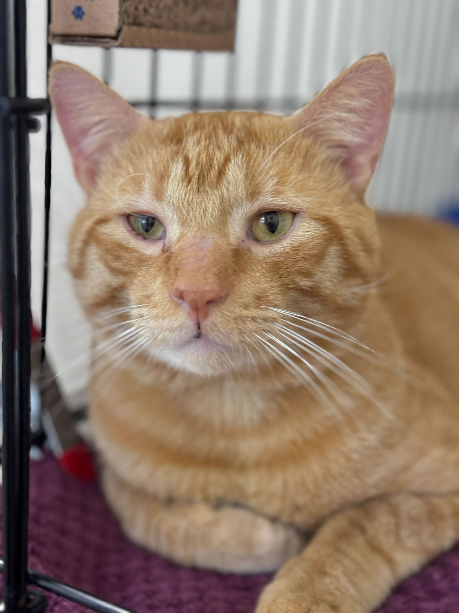 adoptable Cat in Willow Grove, PA named Desmond, Willow Grove PA (FCID 08/16/2024 – 107)