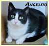 adoptable Cat in , PA named Angelito, Willow Grove PA (FCID 08/24/2018 - 115)