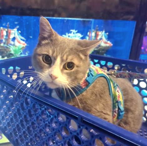 adoptable Cat in Millsboro, DE named Gracie (FCID# 07/02/2024 - 56 Millsboro foster)