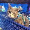 adoptable Cat in Millsboro, DE named Gracie (FCID# 07/02/2024 - 56 Millsboro foster)