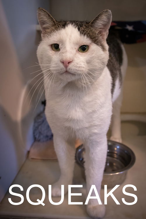 picture of the cat needing adoption