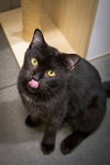 adoptable Cat in brookhaven, PA named Paulie (FCID# 09/14/2024 - 103 Brookhaven foster)