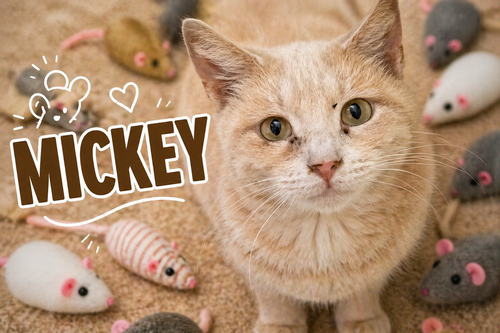 Mickey (FCID# 10/16/2024 - 46) C, an adoptable Tabby in Greenville, DE