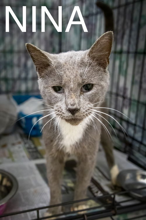 picture of the cat needing adoption