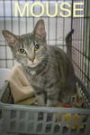 adoptable Cat in  named Mouse (FCID# 10/21/2024 - 35 Trainer)