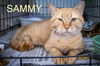 adoptable Cat in  named Sammy (FCID# 10/23/2024 - 67 Trainer)