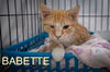 adoptable Cat in  named Babette (FCID# 10/31/2024 - 59 Trainer)