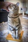 adoptable Cat in Marcus Hook, PA named Star (FCID# 11/18/2024 - 38 Trainer) KC