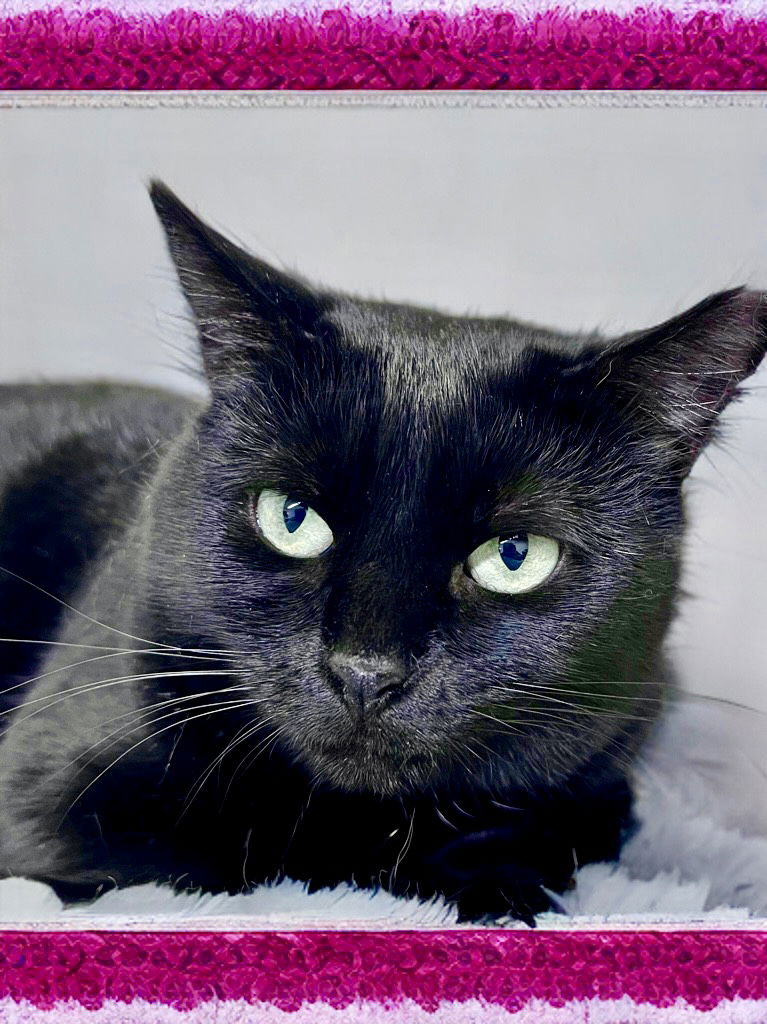 adoptable Cat in Willow Grove, PA named Silkie, Willow Grove, PA (FCID 09/17/2024 - 155)