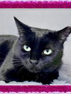 adoptable Cat in Willow Grove, PA named Silkie, Willow Grove, PA (FCID 09/17/2024 - 155)