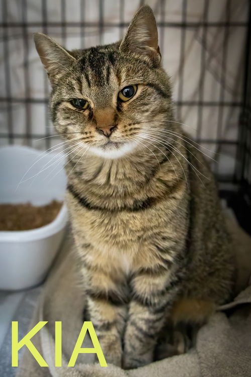 picture of the cat needing adoption