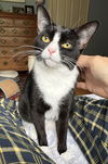 adoptable Cat in  named Liza w/Lily (FCID#10/28/2024-90)KC