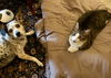 adoptable Cat in Marcus Hook, PA named Tinker Bell (FCID# 09/12/24-25) DC,SN allergy meds