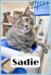 adoptable Cat in Willow Grove, PA named Sadie, Willow Grove PA (FCID 12/17/2024-101) D