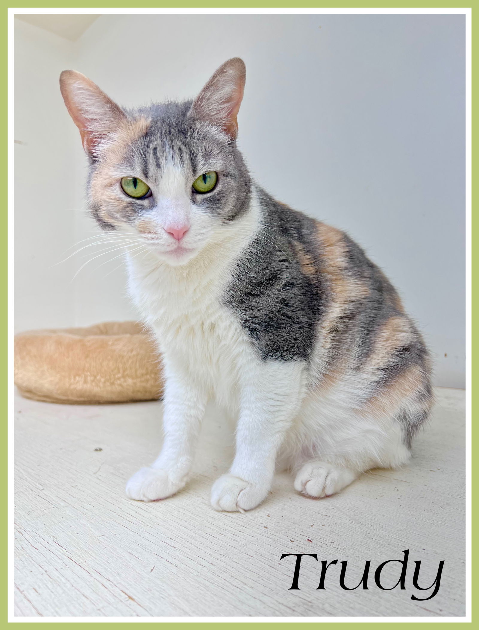 adoptable Cat in Levittown, PA named Trudy, Levittown, PA (FCID# 11/4/2024 - 106)