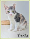 adoptable Cat in  named Trudy, Levittown, PA (FCID# 11/4/2024 - 106)