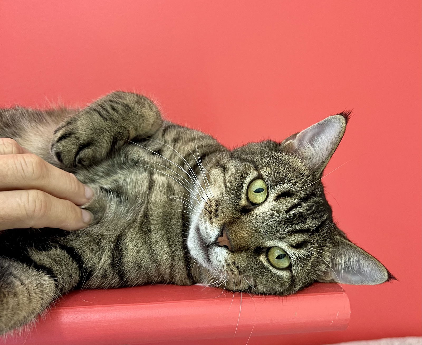 adoptable Cat in Marcus Hook, PA named Whip (FCID# 01/09/2025 - 49 Trainer) C