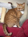 adoptable Cat in willow grove, PA named Diesel, Willow Grove Area, (FCID 04/13/2018-101)SN