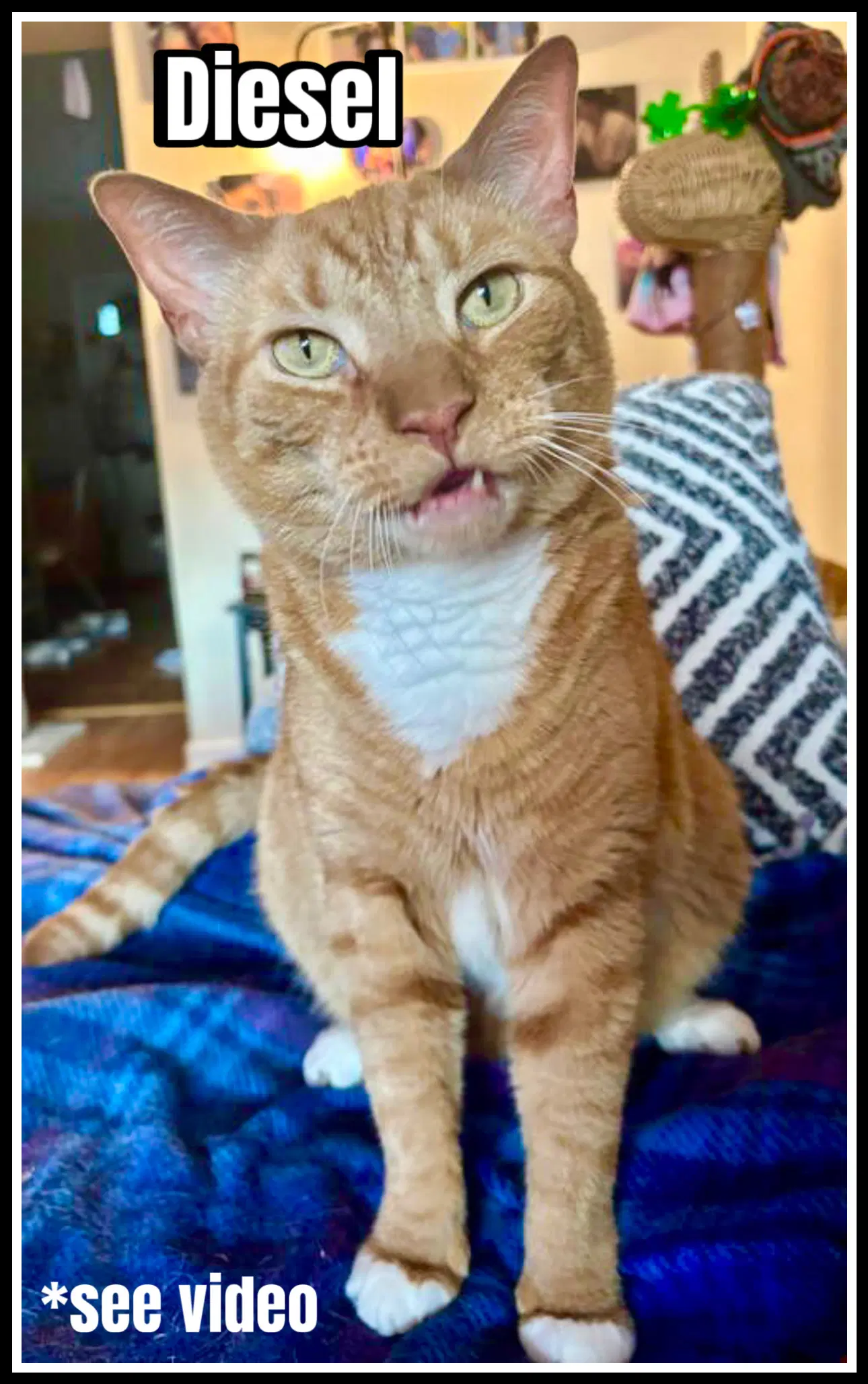 Diesel Willow Grove Area Fcid -Sn - Domestic Short Hair
