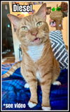Diesel, Willow Grove Area, (FCID 04/13/2018-101)SN - Photo 1