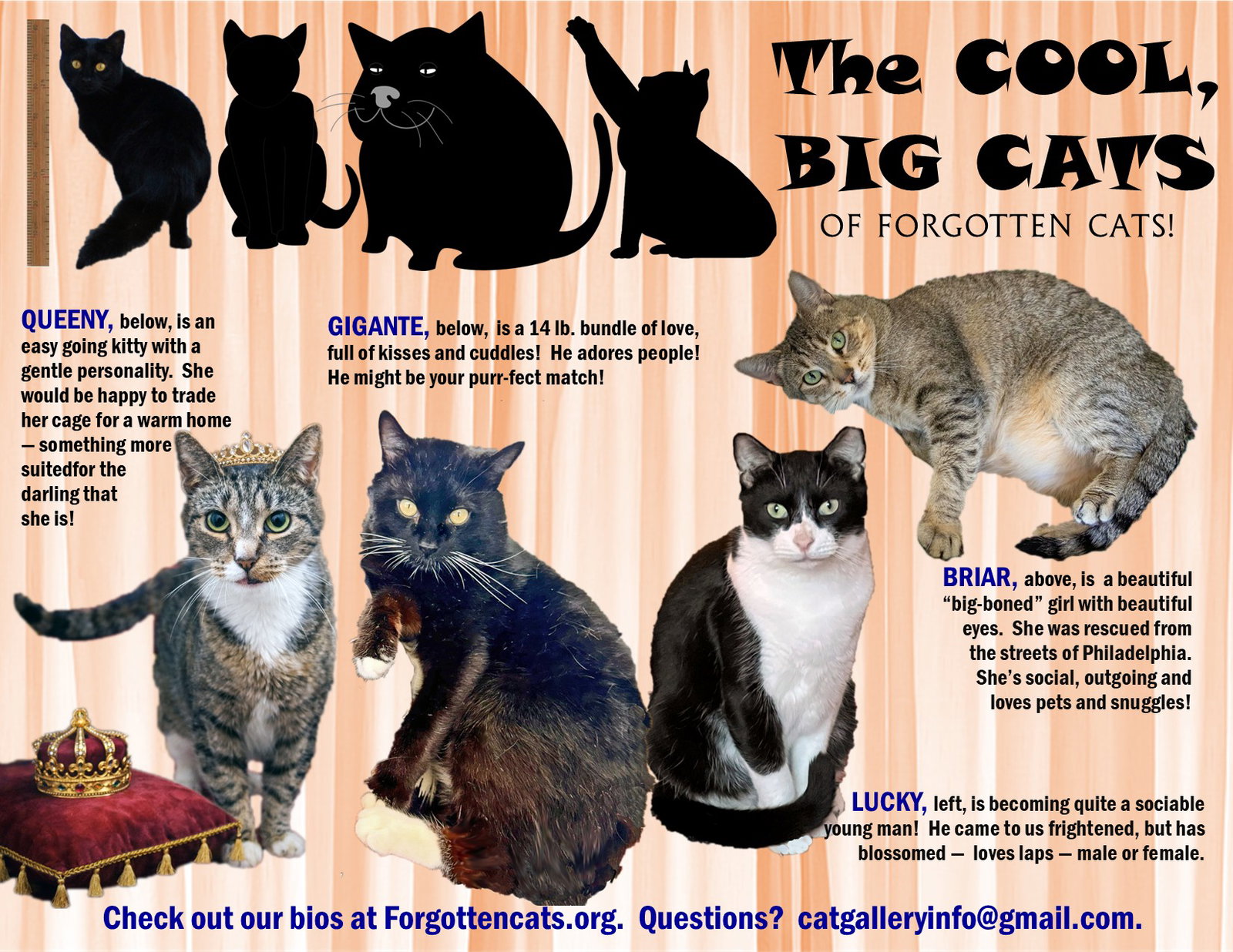 Big Cats:  Male and Female, 11 pounds+, Part 2