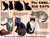 Big Cats:  Male and Female, 11 pounds+, Part 2 - Photo 1