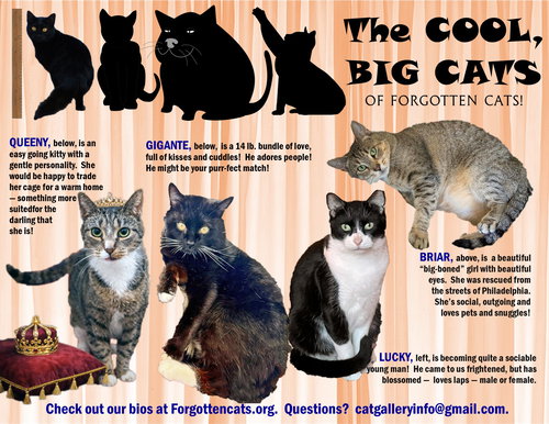 Big Cats:  Male and Female, 11 pounds+, Part 2, Adult Domestic Short Hair (short coat), cat for adoption in Lancaster, Pennsylvania