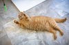 adoptable Cat in Marcus Hook, PA named Achilles (FCID# 1/20/2025 - 55 Trainer)
