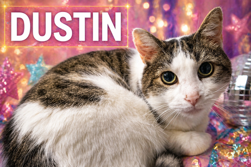 DUSTIN (FCID# 12/03/2024 - 152 BROOKHAVEN PS) - Tabby available for adoption