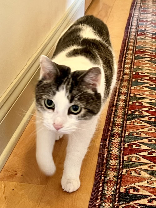 Dustin (FCID# 12/03/2024 - 152, an adoptable Domestic Short Hair in Greenville, DE