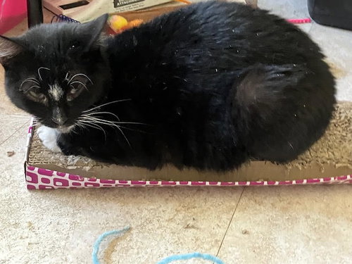 MAMA/MOMMA (FCID# 11/13/2024 - 38) C - Domestic Short Hair available for adoption