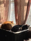Mama/Momma (FCID# 11/13/2024 - 38) C - Photo 3