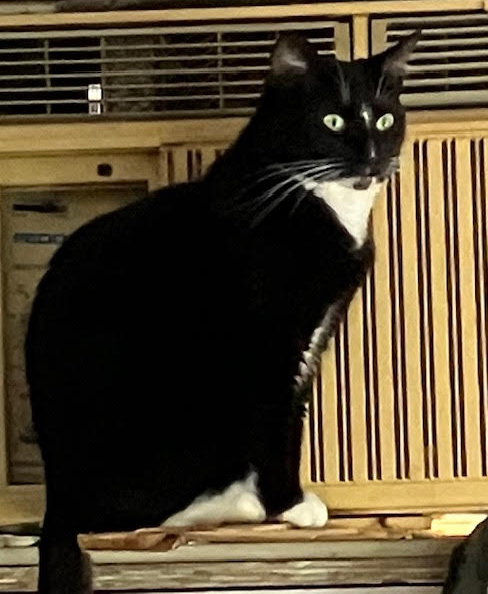MAMA/MOMMA (FCID# 11/13/2024 - 38) C - Domestic Short Hair available for adoption