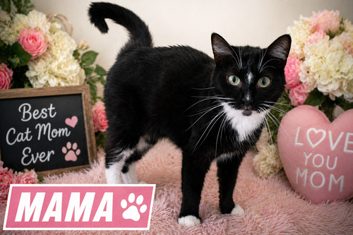 MAMA/MOMMA (FCID# 11/13/2024 - 38) C - Domestic Short Hair available for adoption