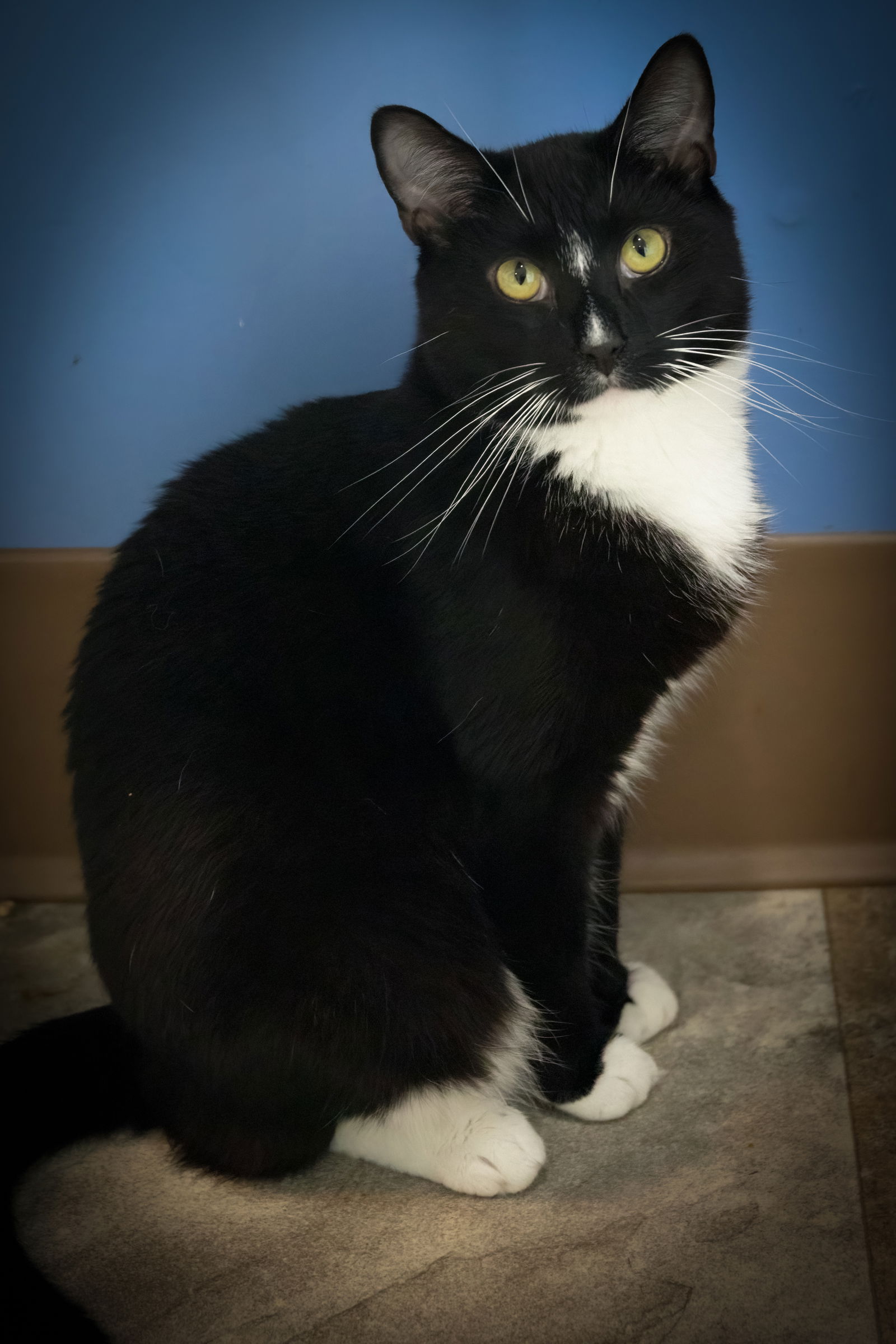 adoptable Cat in Marcus Hook, PA named Edison (FCID# 03/17/2025 - 12 Trainer)