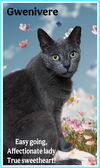 adoptable Cat in willow grove, PA named Gwenivere Willow Grove area (FCID# 02/14/2025-101)