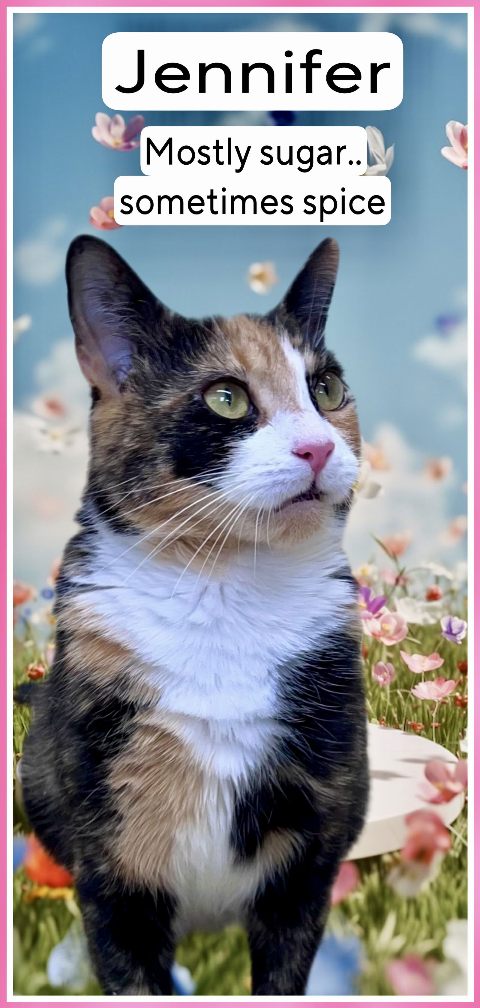 adoptable Cat in Willow Grove, PA named Jennifer, Willow Grove, PA (FCID 3/20/25-117)