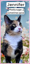 adoptable Cat in  named Jennifer, Willow Grove, PA  (FCID 3/20/25-117)
