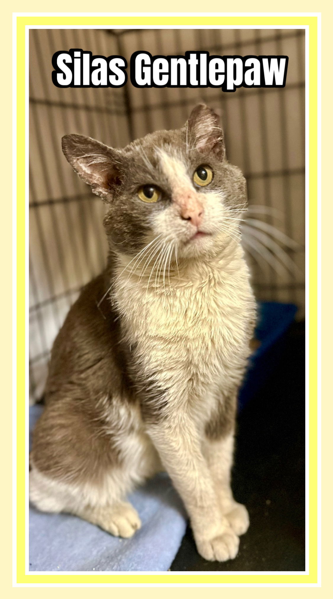 adoptable Cat in Willow Grove, PA named Silas, Willow Grove Area (FCID 04/03/2025-400)