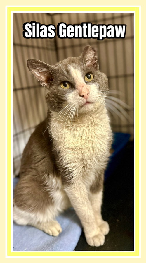 SILAS, WILLOW GROVE AREA (FCID 04/03/25-400) C, SN - Domestic Short Hair available for adoption