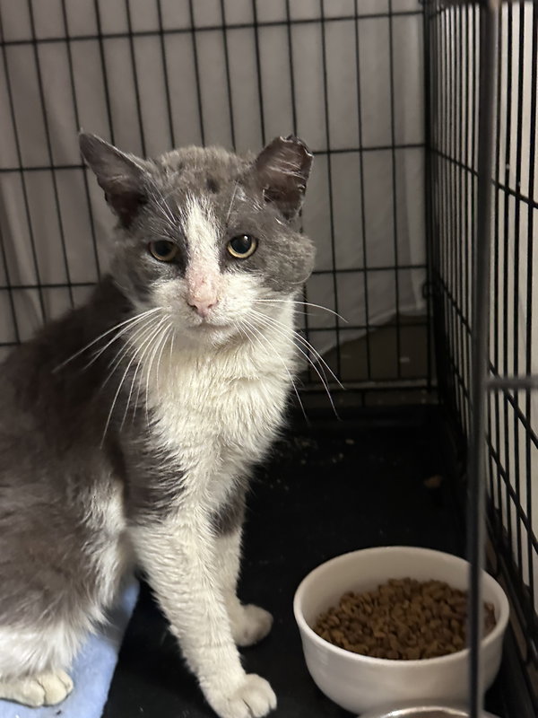 Silas, Willow Grove Area (FCID 04/03/25-400) C, SN